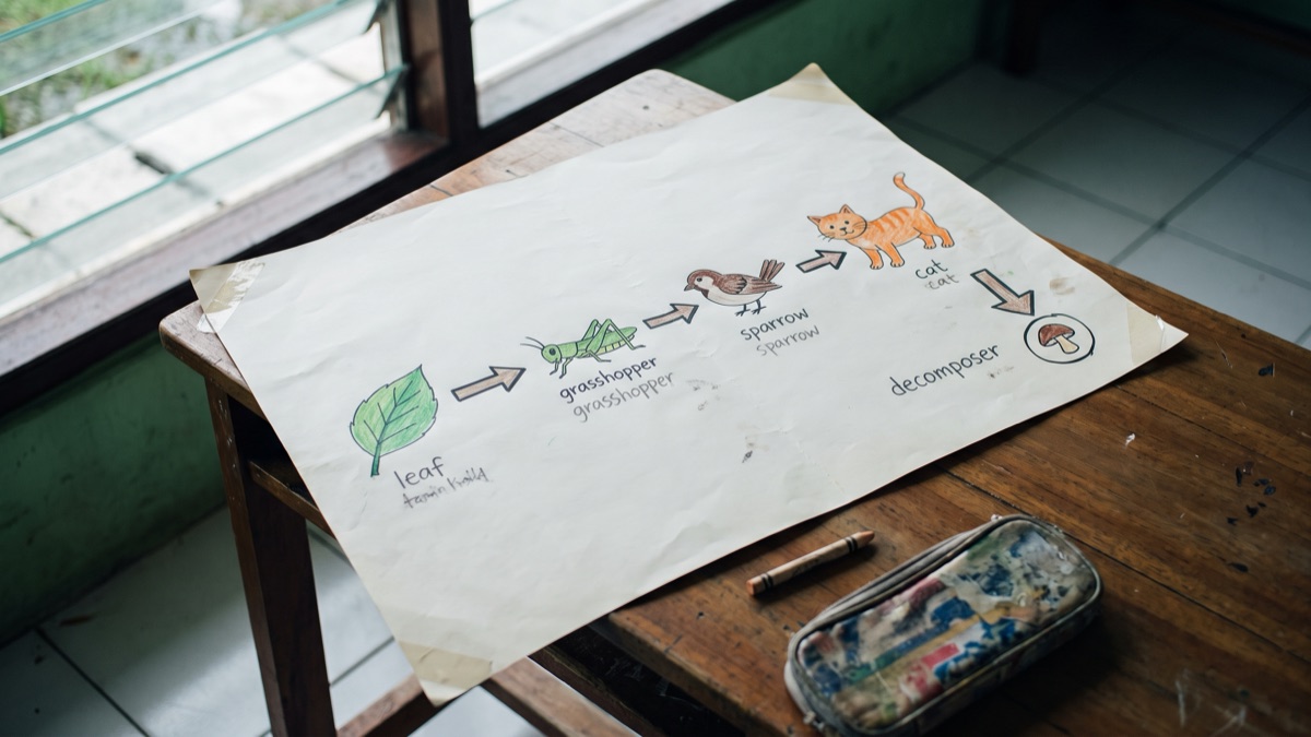 Poster rantai makanan buatan murid di atas meja kelas: daun, belalang, burung gereja, kucing, dan jamur sebagai pengurai.